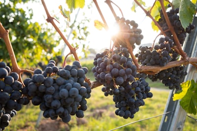 Fresh Grapes